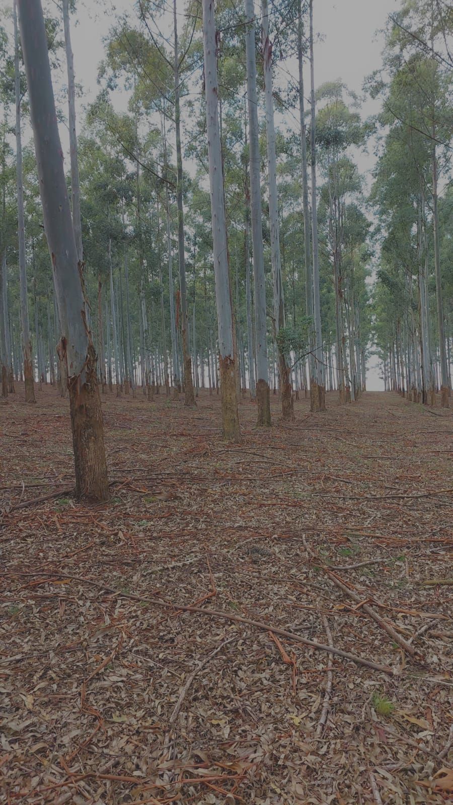 Campo para venda, área Rural De Alegrete em Alegrete | Ref.: 1988249